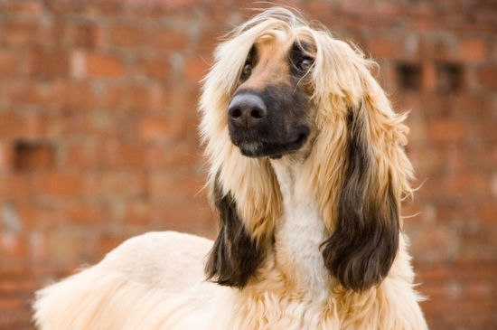 世界十大最笨的狗排行2022最新排名前十名对比